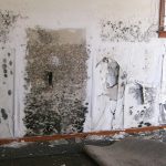 Dangers of Mold in Homes