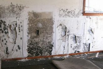 Dangers of Mold in Homes