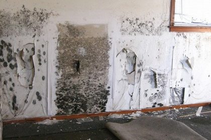Dangers of Mold in Homes