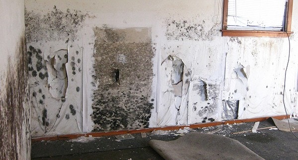 Dangers of Mold in Homes
