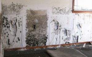 Dangers of Mold in Homes