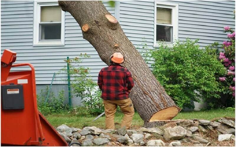 Tree Trimming