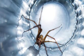 HOW TO KEEP SPIDERS AWAY FROM YOUR HOME-min (1)