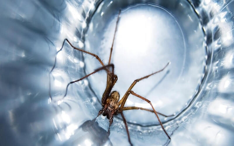 HOW TO KEEP SPIDERS AWAY FROM YOUR HOME-min (1)