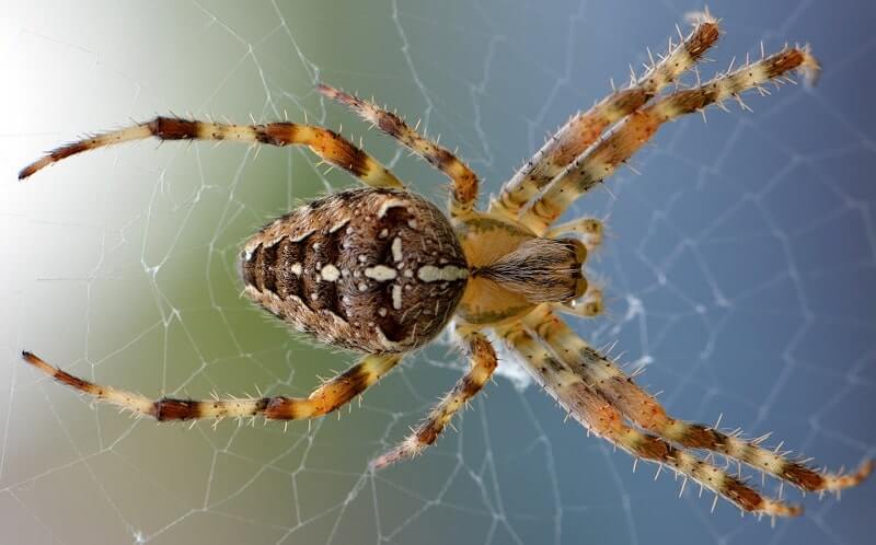 KEEP SPIDERS AWAY FROM YOUR HOME