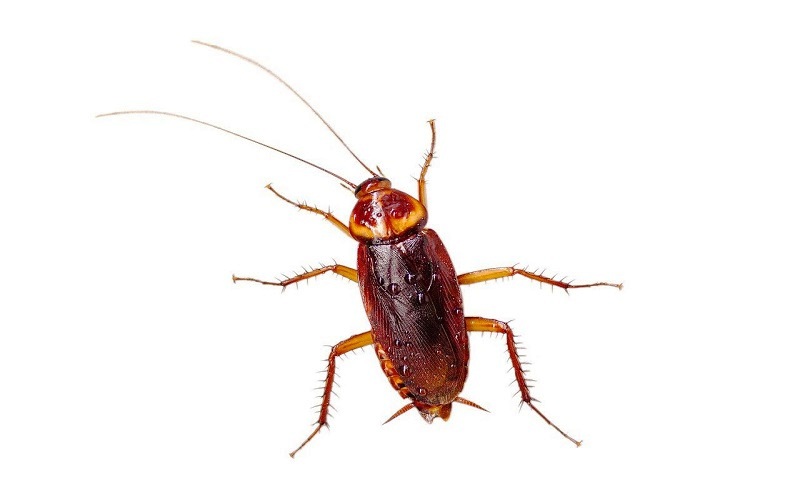 Pests like cockroaches