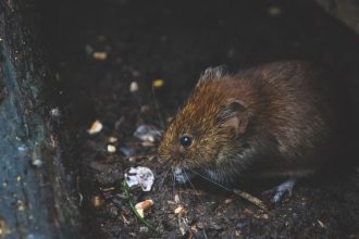 Pests to Watch Out