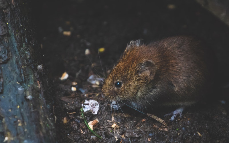 Pests to Watch Out