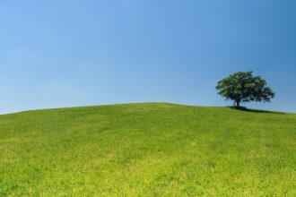 Tree-plant health care