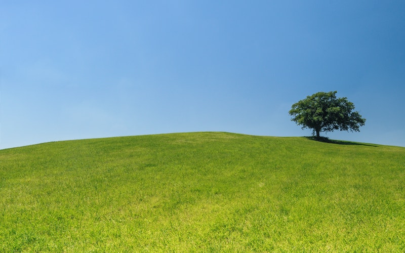 Tree-plant health care