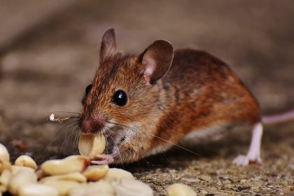 Pest proof home