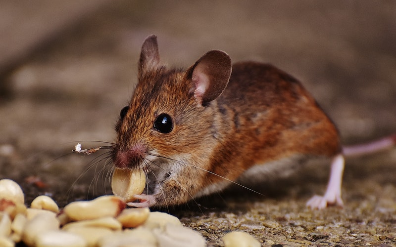 Pest proof home