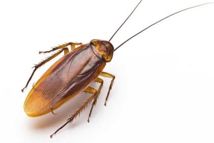 Get Rid of Cockroaches