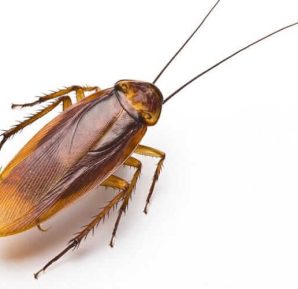 Get Rid of Cockroaches