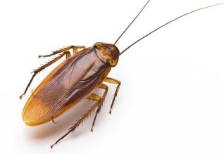 Get Rid of Cockroaches