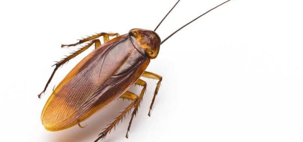 Get Rid of Cockroaches