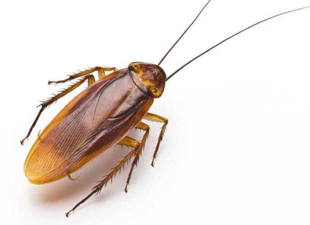 Get Rid of Cockroaches