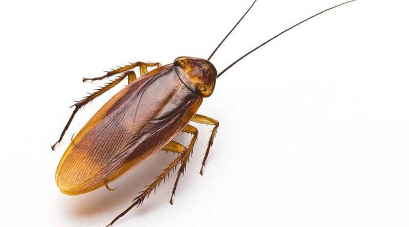 Get Rid of Cockroaches