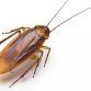 Get Rid of Cockroaches