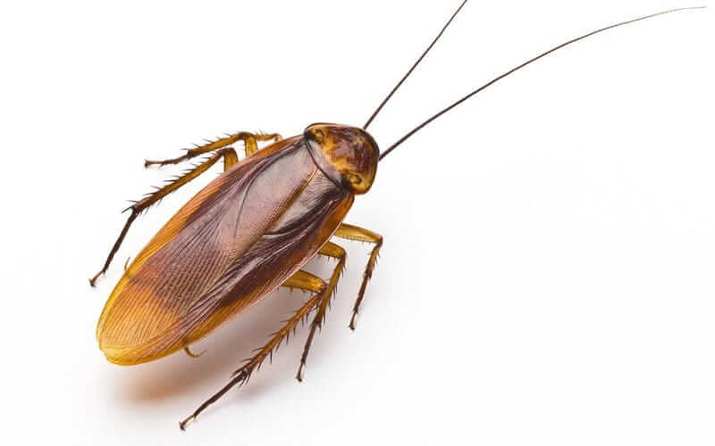 Get Rid of Cockroaches