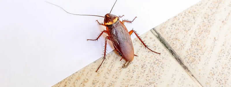 cockroaches