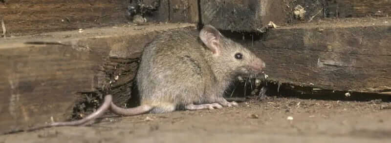 mice-removal